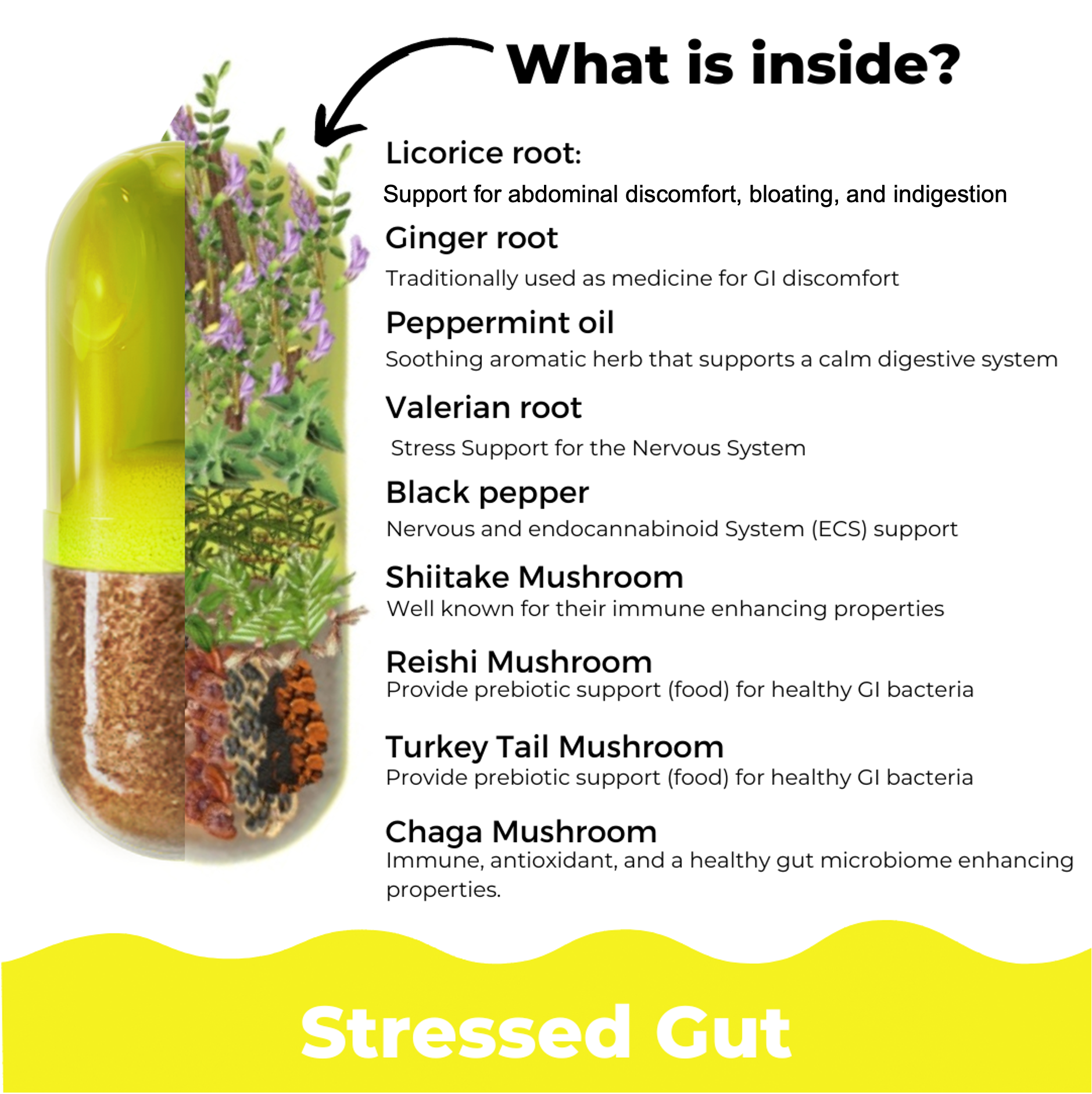 Stressed Gut